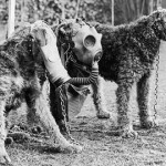War dogs09. Airedales wearing gasmasks
