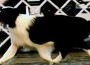 movement8 Correct movement - showing the front and rear foot use the same spot to land without passing each other. The dog is also reaching forward from the shoulder to land correctly on the front foot.