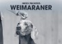 F BP Weimaraner F BP Weimaraner