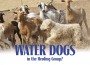 F Water Dogs F Water Dogs