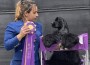 GCH-Southdown-Carousel-Favored-Son-300x239 GCH-Southdown-Carousel-Favored-Son-300x239