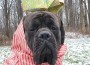 waylon the mastiff
