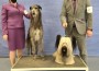 Deerhound_Foxcliffe Claire Randall Fraser