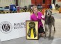 Deerhound_Foxcliffe Claire Randall Fraser2 Deerhound_Foxcliffe Claire Randall Fraser2