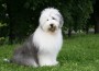 Old,English,Sheepdog,Bobtail