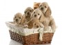 Cocker puppies Cocker puppies