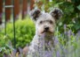 Pumi,Dog,Sitting,In,The,Garden,With,Levender,In,Foreground