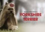 F BP Yorkshire Terr