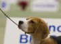 AKC-Beagle