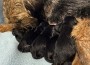 BT-Mom-pups-800x600 BT-Mom-pups-800x600