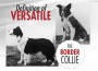 F Border Collie F Border Collie