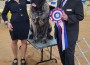 Mastiff