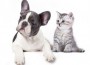 frenchie-300x237