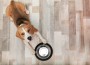 Cute,Beagle,Dog,Lying,On,Floor,Near,Bowl,,Top,View Cute,Beagle,Dog,Lying,On,Floor,Near,Bowl,,Top,View