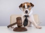 Dog Lawyer