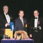 1994 Ch. Briarcourt’s Damien Gable 1994 Ch. Briarcourt’s Damien Gable