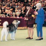 1998 Ch. Nanuke’s Take No Prisoners 1998 Ch. Nanuke’s Take No Prisoners