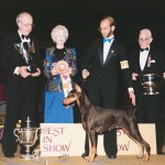 Ch. Royal Tudor’s Wild As The Wind Ch. Royal Tudor’s Wild As The Wind