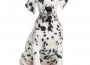 Front,View,Of,A,Dalmatian,Puppy,Sitting,,Facing,,Isolated,On Front,View,Of,A,Dalmatian,Puppy,Sitting,,Facing,,Isolated,On