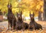 Three,Doberman,Pincher,Relaxing,In,The,Autumn,Park