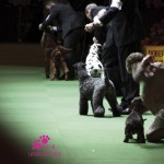 Westminster 2012 Westminster 2012