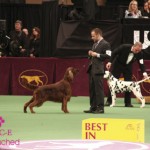 Westminster 2012 Westminster 2012