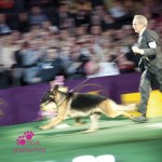 Westminster 2012 Westminster 2012