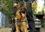 Police,Officer,With,His,German,Shepherd,Dog,,Patrol,Car,In