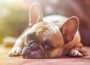 bulldog-g30fced3f6_1280-pixabay bulldog-g30fced3f6_1280-pixabay