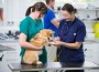 Nurse,And,Vet,Examining,Pet,Dog,On,Table,In,Vet Nurse,And,Vet,Examining,Pet,Dog,On,Table,In,Vet