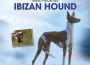 F BP Ibizan Hound