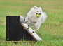 White,German,Medium,Spitz,Jumping,On,A,Flyball,Training
