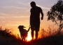 Young,Man,With,His,Yellow,Labrador,Retriever,In,Nature,- Young,Man,With,His,Yellow,Labrador,Retriever,In,Nature,-