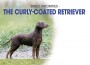 F BP Curly Coated Retriever