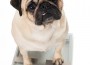 Fat,Pug