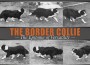 F Border Collie