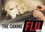 F Canine Flu