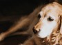 Golden Morris Animal