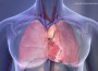 Heart+and+lungs+illustration