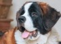 MAF StBernard
