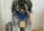 The American Kennel Club - Rosie