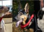 2023 AKC Humane Fund Awards
