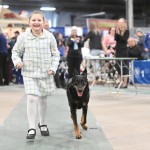 Beauceron Koester2