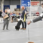 BorderCollie Tobias17