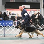 German Shepherd Tobias2