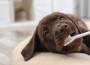 Cute,Labrador,Retriever,With,Toothbrush,Indoors.,Pet,Care