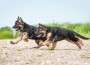 Two,German,Shepherd,Puppies,Running,On,The,Beach Two,German,Shepherd,Puppies,Running,On,The,Beach