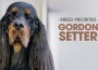 F BP Gordon Setter