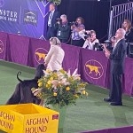 Mitchell WKC Mitchell WKC