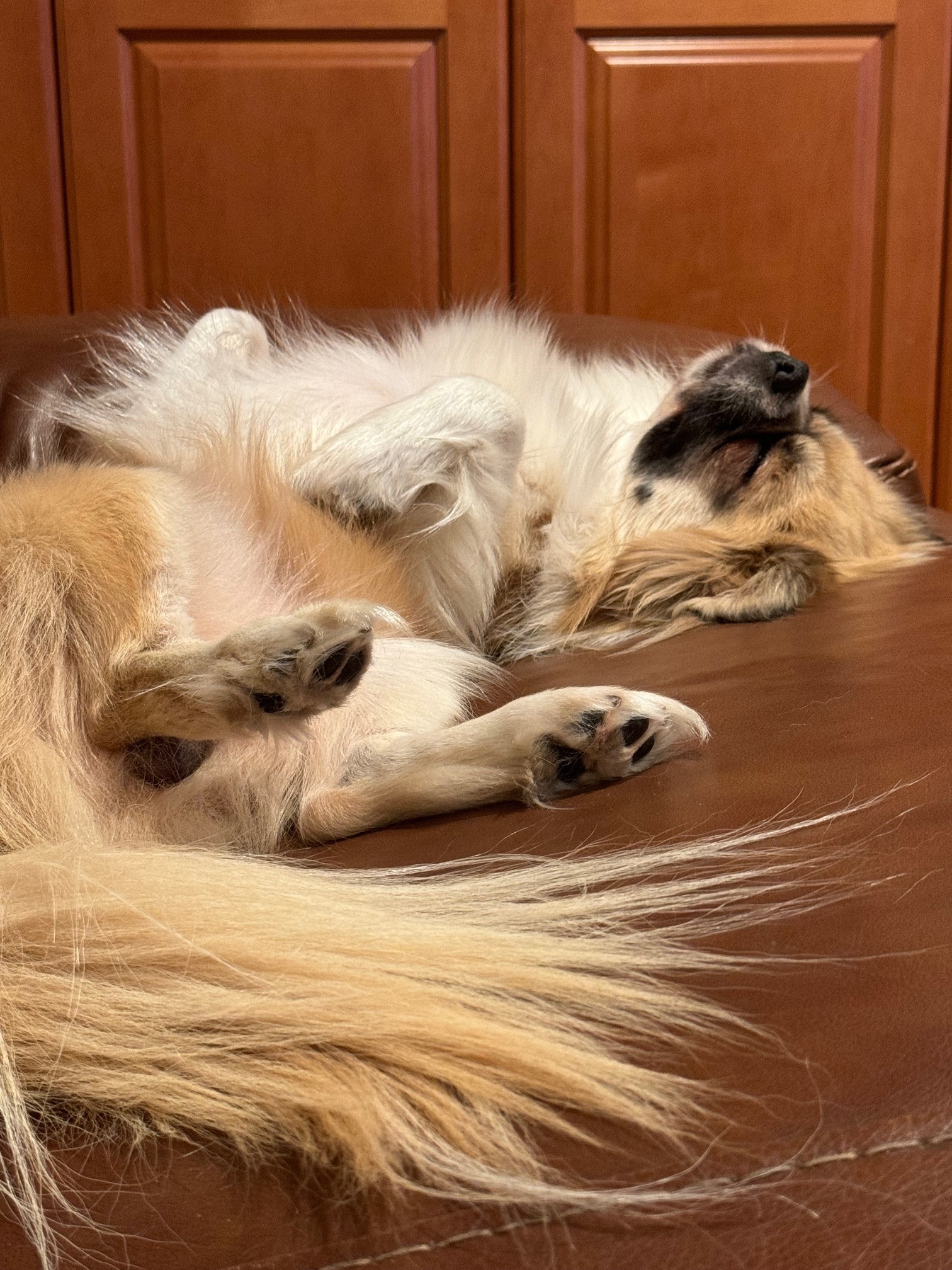 TibetanSpanielFFF TibetanSpanielFFF